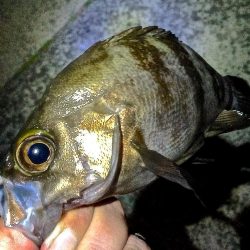 おきそが戻ってきた！